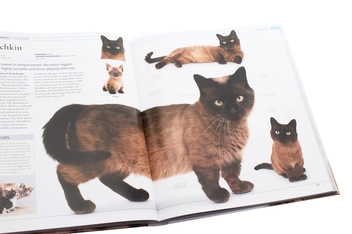 Паперова книга «The Cat Encyclopedia» - фото №4 - мініатюра