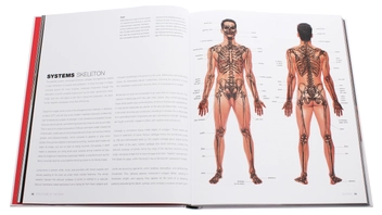 Паперова книга «Anatomy for the Artist», автор Сара Сімблет - фото №5 - мініатюра