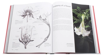 Паперова книга «Botany for the Artist», автор Сара Сімблет - фото №7 - мініатюра