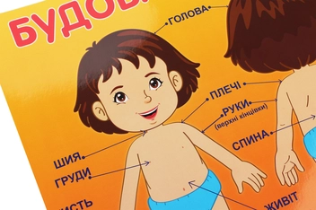 Паперова книга «Будова тіла людини. Плакат» - фото №2 - мініатюра