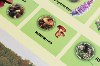 Паперова книга «Мішані та широколисті ліси. Плакат» - фото №3 - мініатюра