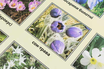Паперова книга «Червона книга України. Рослини. Плакат» - фото №3 - мініатюра