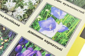 Паперова книга «Червона книга України. Рослини. Плакат» - фото №4 - мініатюра