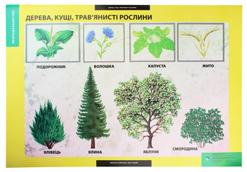 Паперова книга «Дерева, кущі, трав'янисті рослини. Плакат» - фото №2 - мініатюра