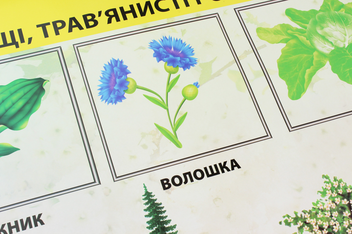 Паперова книга «Дерева, кущі, трав'янисті рослини. Плакат» - фото №3 - мініатюра