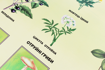 Паперова книга «Отруйні рослини та гриби. Плакат» - фото №3 - мініатюра