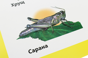 Паперова книга «Комахи. Плакат» - фото №4 - мініатюра