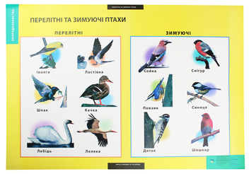 Паперова книга «Перелітні та зимуючі птахи. Плакат» - фото №2 - мініатюра