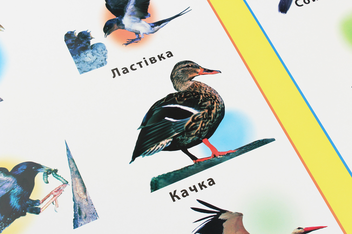 Паперова книга «Перелітні та зимуючі птахи. Плакат» - фото №4 - мініатюра