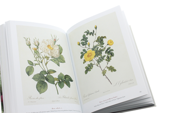 Бумажная книга «Redoute. Book of Flowers», автор Х. Уолтер Лэк - фото №5 - миниатюра