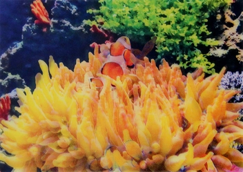  «Стерео листівка Kartenvertrieb Clown Fish», бренду LM Kartenvertrieb - фото №1 - мініатюра