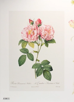 Бумажная книга «Redouté. The Book of Flowers», автор Х. Вальтер Лак - фото №2 - миниатюра