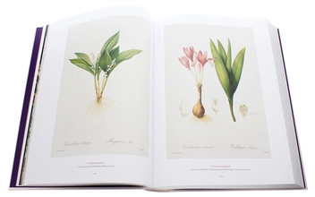 Бумажная книга «Redouté. The Book of Flowers», автор Х. Вальтер Лак - фото №7 - миниатюра