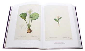 Бумажная книга «Redouté. The Book of Flowers», автор Х. Вальтер Лак - фото №8 - миниатюра