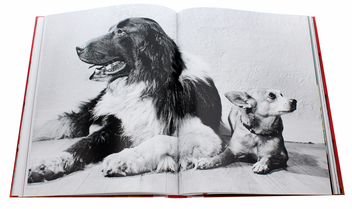 Бумажная книга «Walter Chandoha. Dogs. Photographs 1941–1991», авторов Реуэл Голден, Уолтер Чандоха - фото №6 - миниатюра