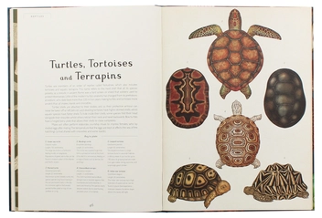 Бумажная книга «Animalium», автор Дженни Брум - фото №10 - миниатюра