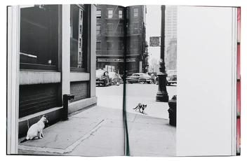 Паперова книга «Walter Chandoha. Cats. Photographs 1942–2018», авторів Волтер Чандоха, Сюзан Майклз - фото №8 - мініатюра