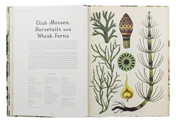 Паперова книга «Botanicum», автор Кесі Вілліс - фото №7 - мініатюра