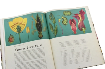 Паперова книга «Botanicum», автор Кесі Вілліс - фото №9 - мініатюра