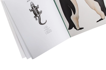 Бумажная книга «Animalium Activity Book» - фото №6 - миниатюра