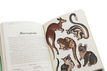 Паперова книга «Animalium. Mini Gift Edition», автор Дженні Брум - фото №7 - мініатюра