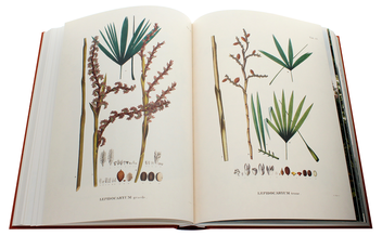 Бумажная книга «Martius. The Book of Palms», автор Х. Уолтер Лэк - фото №9 - миниатюра
