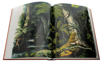 Бумажная книга «Martius. The Book of Palms», автор Х. Уолтер Лэк - фото №10 - миниатюра
