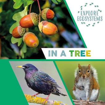 Паперова книга «Explore Ecosystems. In a Tree», автор Сара Рідлі - фото №1 - мініатюра