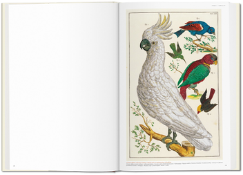 Паперова книга «Seba. Cabinet of Natural Curiosities», авторів Ірмгард Муш, Джес Руст - фото №2 - мініатюра
