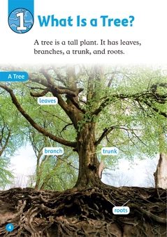 Паперова книга «Oxford Read and Discover: Level 1: Trees», автор Рейчел Бладон - фото №3 - мініатюра