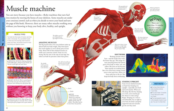 Паперова книга «Human Body A Children's Encyclopedia» - фото №1