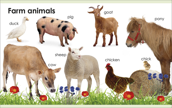Бумажная книга «DK My First: Animals» - фото №1