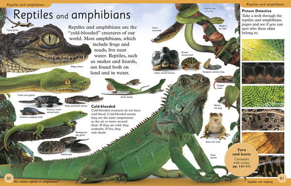 Бумажная книга « First Animal Encyclopedia» - фото №1