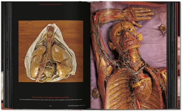 Бумажная книга «Anatomical Waxes», автор Марта Поггеси - фото №1