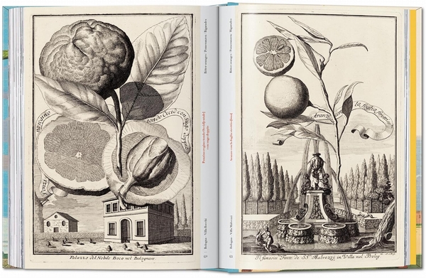 Бумажная книга «J. C. Volkamer. The Book of Citrus Fruits», автор Айрис Лаутербах - фото №1