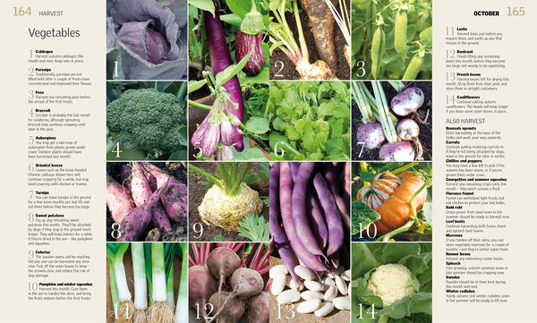 Бумажная книга «Allotment Month by Month», автор Алан Букингем - фото №1
