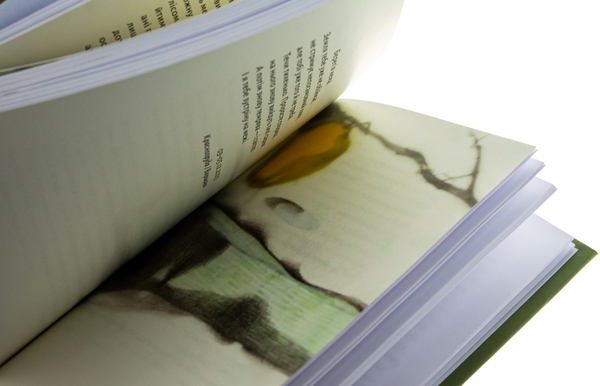 Бумажная книга «Замість яблук», автор Иванна Скиба-Якубова - фото №1