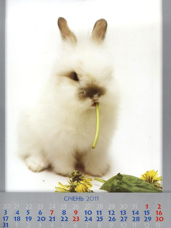 Бумажная книга «Перекидний календар на 2011 рік. Кроленята» - фото №1