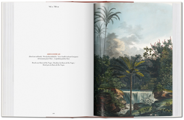 Паперова книга «Martius: The Book of Palms», автор Вальтер Лек - фото №1