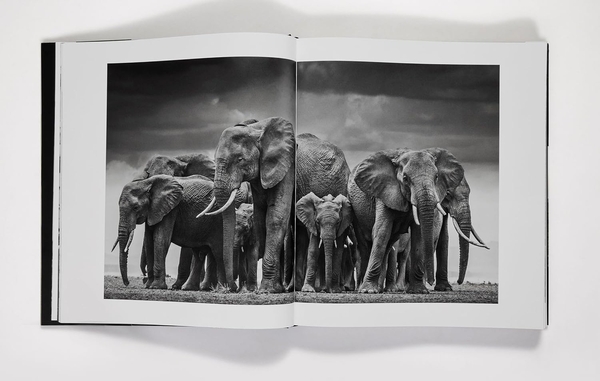 Паперова книга «David Yarrow: The Collection», автор Девід Ярроу - фото №1