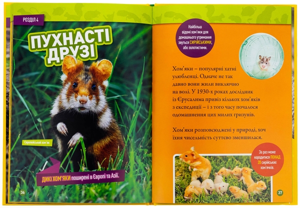 Паперова книга «Шкряб! 100 цікавих фактів про гризунів», автор Роуз Девідсон - фото №1