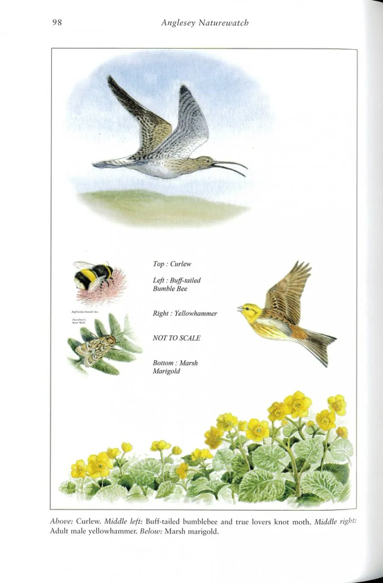 Бумажная книга «Anglesey Naturewatch», автор Филип Сноу - фото №1