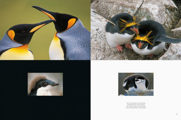 Бумажная книга «Frans Lanting. Penguin», автор Франс Лэнтин - фото №1