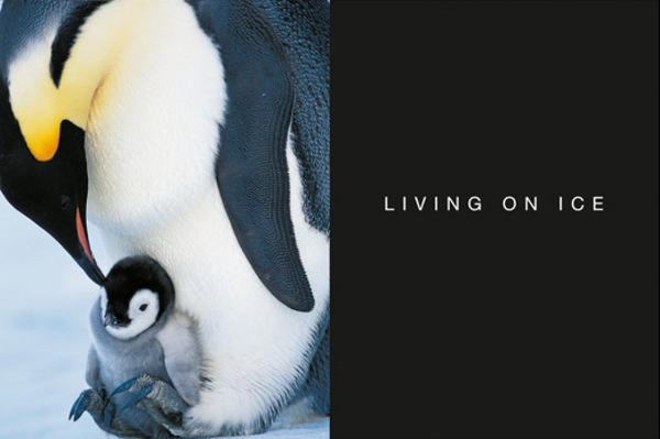 Бумажная книга «Frans Lanting. Penguin», автор Франс Лэнтин - фото №1