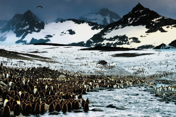 Бумажная книга «Frans Lanting. Penguin», автор Франс Лэнтин - фото №1