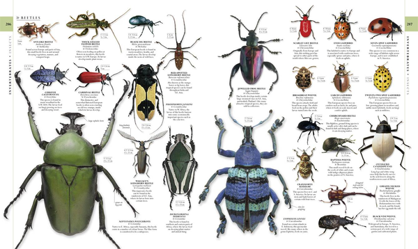 Бумажная книга «The Natural History Book», автор Бекки Александер - фото №1