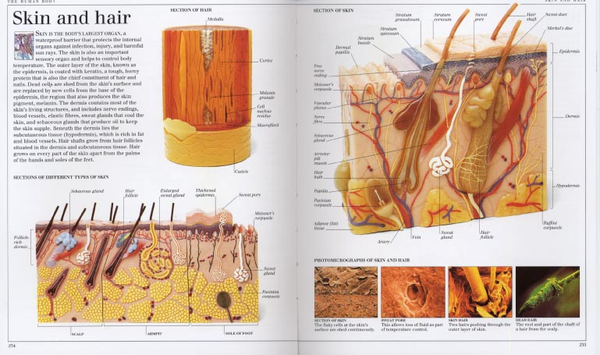 Бумажная книга «Pocket Visual Dictionary» - фото №1