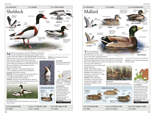 Бумажная книга «RSPB Birds of Britain and Europe», автор Роб Хьюм - фото №1