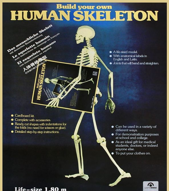 Паперова книга «Human Skeleton Model» - фото №1