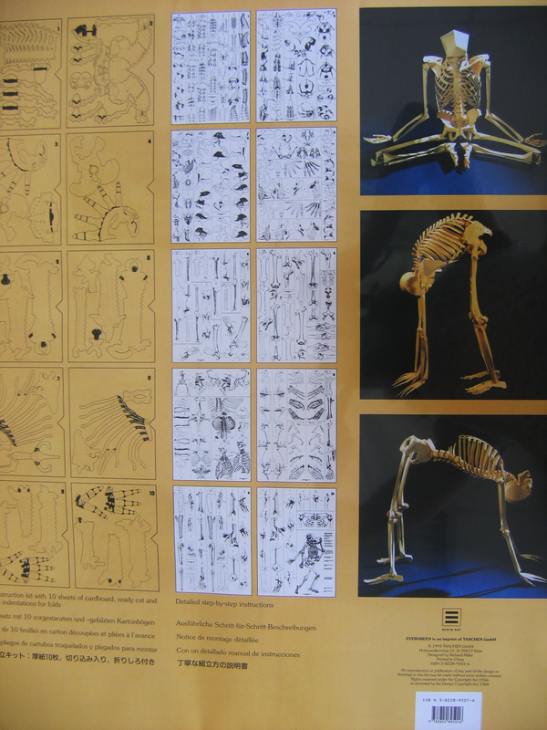 Паперова книга «Human Skeleton Model» - фото №1